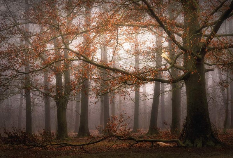 Fototapeta flizelinowa 5450-8 Misty Autumn Forest