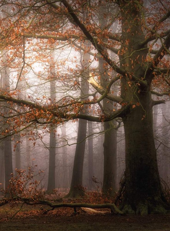 Fototapeta Flizelinowa 5450-4 Misty Autumn Forest