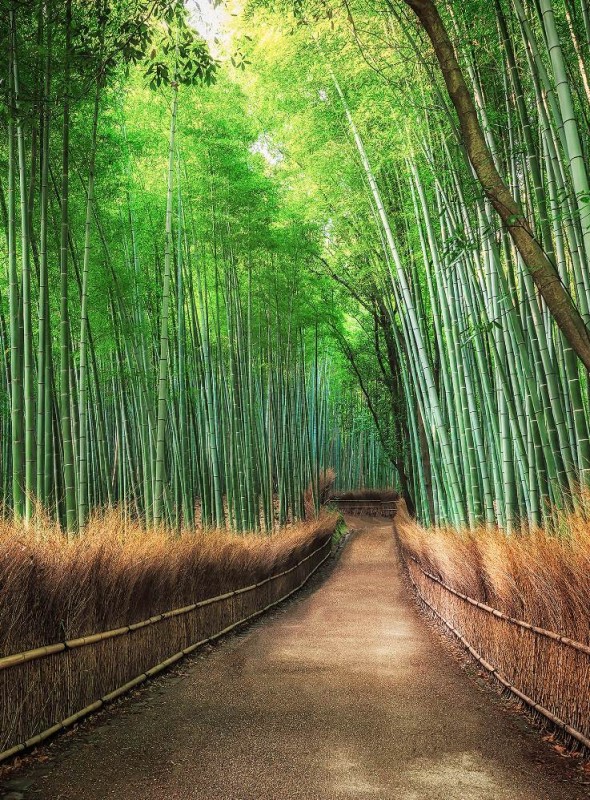 Fototapeta Flizelinowa 5460-4 Bamboo Grove Kyoto