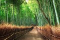 Fototapeta flizelinowa 5460-8 Bamboo Grove Kyoto