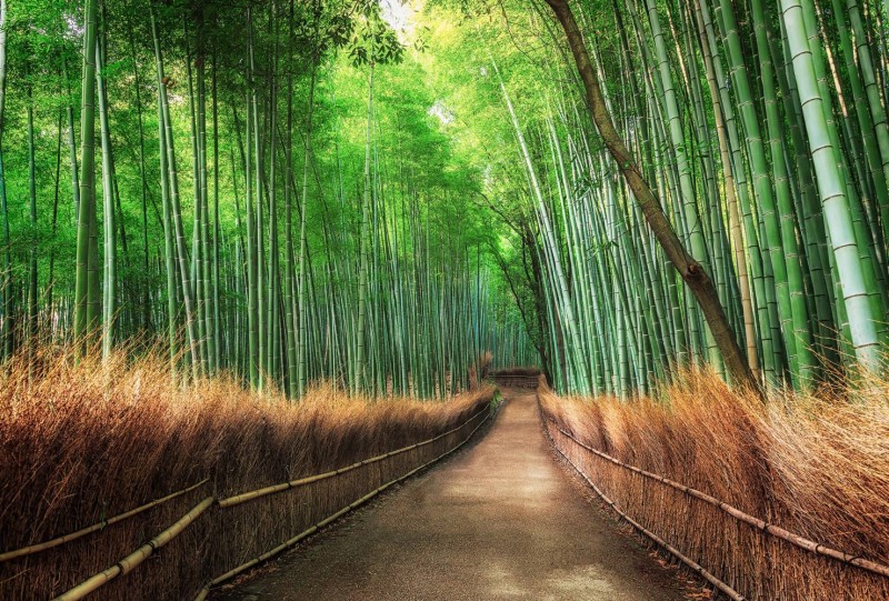 Fototapeta flizelinowa 5460-8 Bamboo Grove Kyoto
