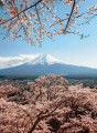 Fototapeta Flizelinowa 5492-4 Mount Fuji in Japan