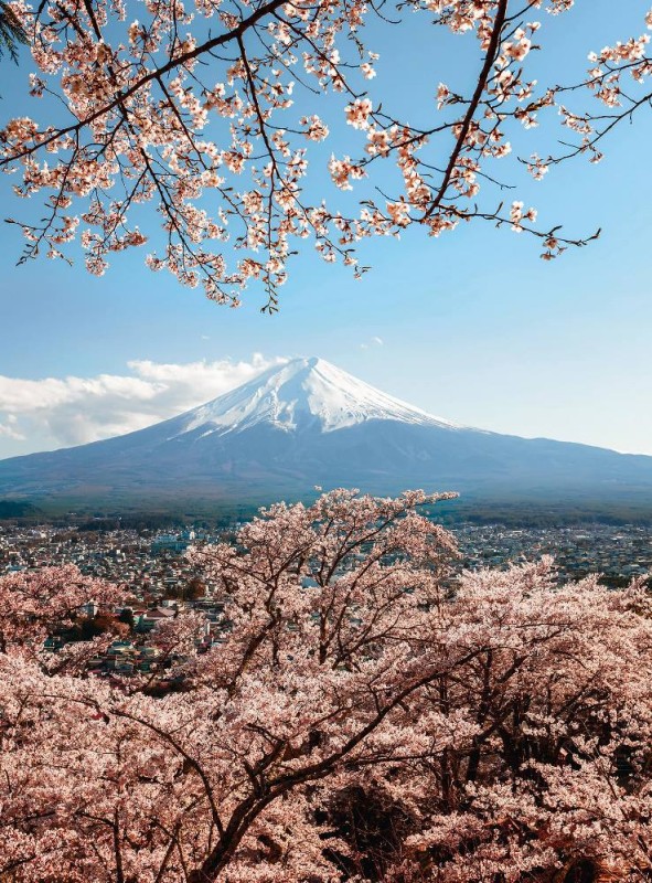 Fototapeta Flizelinowa 5492-4 Mount Fuji in Japan