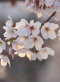 Fototapeta Flizelinowa 5494-4 Cherry Blossom Branch