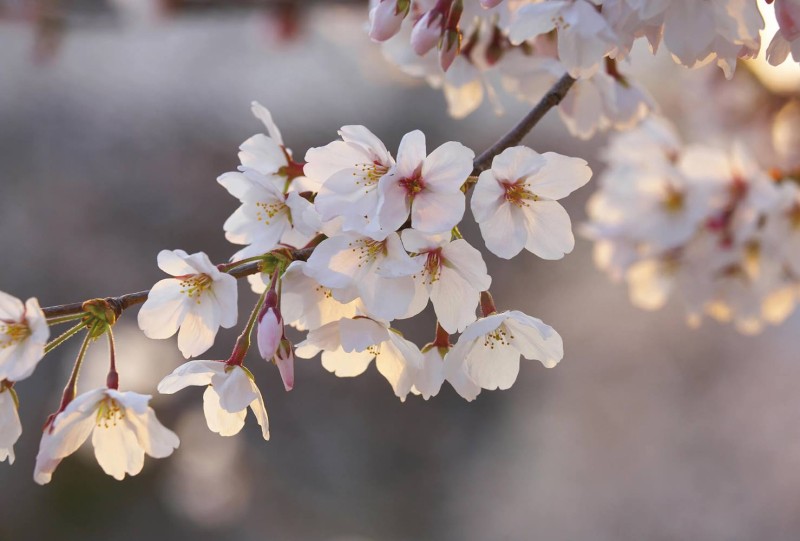 Fototapeta flizelinowa 5494-8 Cherry Blossom Branch