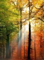 Fototapeta na flizelinie 5483-4 Golden Autumn