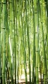 MURAL A36901 BAMBOO - ONE ROLL ONE MOTIF