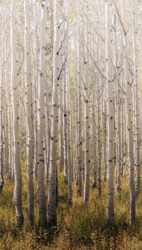 MURAL TAPETA A42601 OROM 2