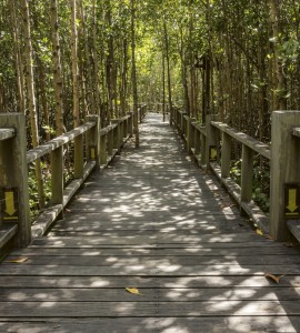 Fototapeta na flizelinie MS-3-0059 MANGROVE FOREST