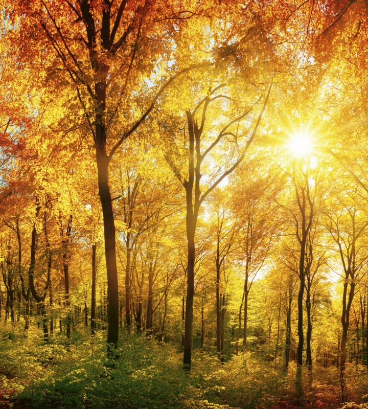 Fototapeta na flizelinie MS-3-0067 SUNNY FOREST