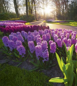 Fototapeta na flizelinie MS-3-0068 HYACINTH FLOWERS