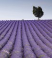 Fototapeta na flizelinie MS-3-0088 LAVENDER FIELD