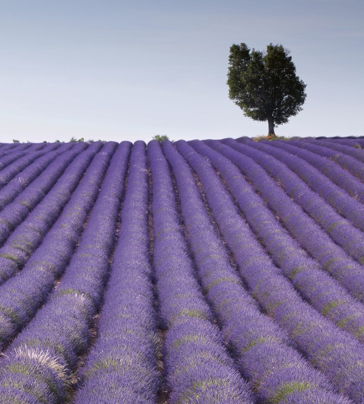 Fototapeta na flizelinie MS-3-0088 LAVENDER FIELD