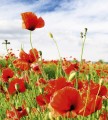 Fototapeta na flizelinie MS-3-0090 RED POPPIES