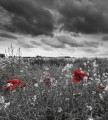 Fototapeta na flizelinie MS-3-0091 POPPIES IN BLACK AND WHITE