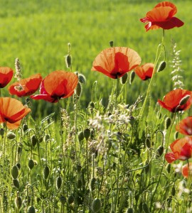 Fototapeta na flizelinie MS-3-0092 POPPY FIELD
