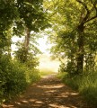 Fototapeta na flizelinie MS-3-0093 FOREST PATH