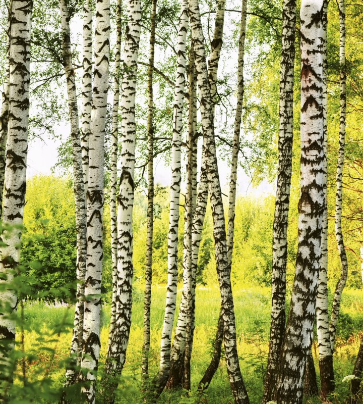 Fototapeta na flizelinie MS-3-0094 BIRCH FOREST