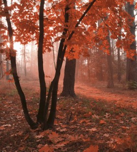 Fototapeta na flizelinie MS-3-0095 MISTY FOREST