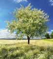 Fototapeta na flizelinie MS-3-0096 BLLOSSOM TREE