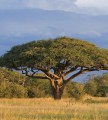 Fototapeta na flizelinie MS-3-0097 ACACIA TREE