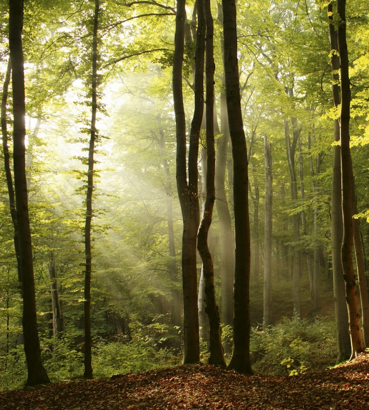 Fototapeta na flizelinie MS-3-0098 FOREST