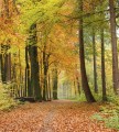 Fototapeta na flizelinie MS-3-0099 AUTUMN FOREST