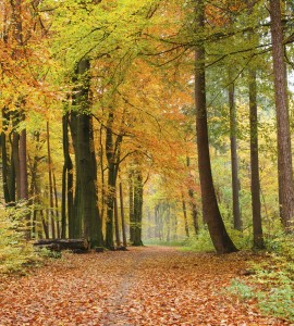 Fototapeta na flizelinie MS-3-0099 AUTUMN FOREST