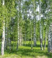 Fototapeta na flizelinie MS-3-0100 BIRCH GROW