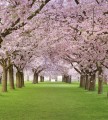 Fototapeta na flizelinie MS-3-0105 CHERRY TREES