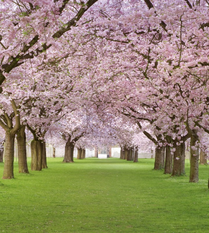 Fototapeta na flizelinie MS-3-0105 CHERRY TREES