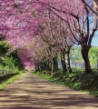Fototapeta na flizelinie MS-3-0106 BLOSSOM ALLEY