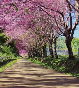 Fototapeta na flizelinie MS-3-0106 BLOSSOM ALLEY