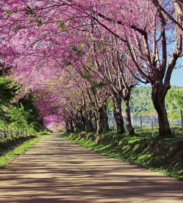 Fototapeta na flizelinie MS-3-0106 BLOSSOM ALLEY