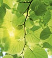 Fototapeta na flizelinie MS-3-0107 GREEN LEAVES