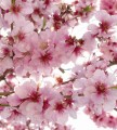Fototapeta na flizelinie MS-3-0108 APPLE BLOSSOM