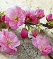 Fototapeta na flizelinie MS-3-0109 SAKURA