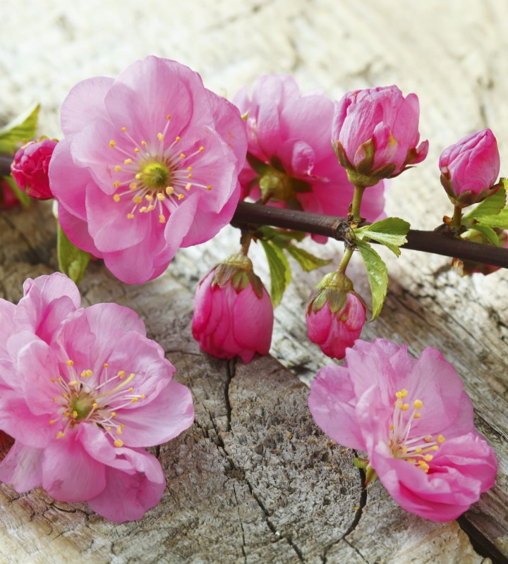 Fototapeta na flizelinie MS-3-0109 SAKURA