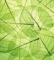 Fototapeta na flizelinie MS-3-0111 LEAF VEINS