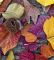 Fototapeta na flizelinie MS-3-0112 AUTUMN LEAVES