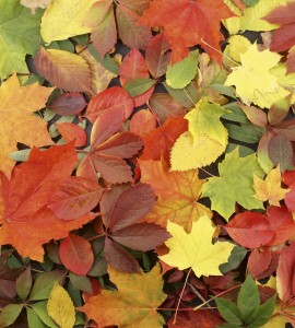Fototapeta na flizelinie MS-3-0115 COLOURFUL LEAVES