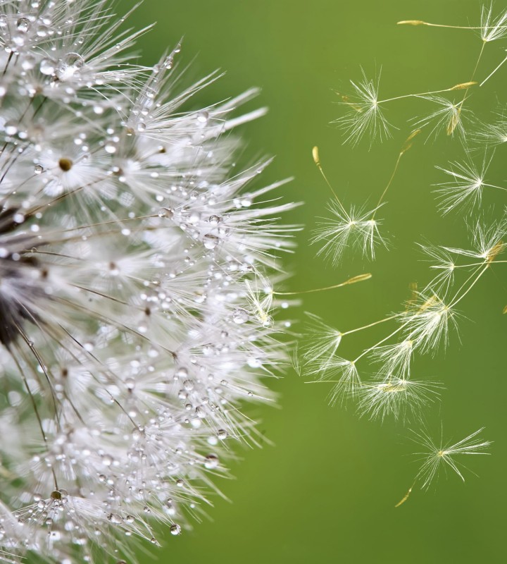 Fototapeta na flizelinie MS-3-0121 BLOWING DANDELION