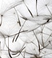 Fototapeta na flizelinie MS-3-0122 DANDELION SEEDS