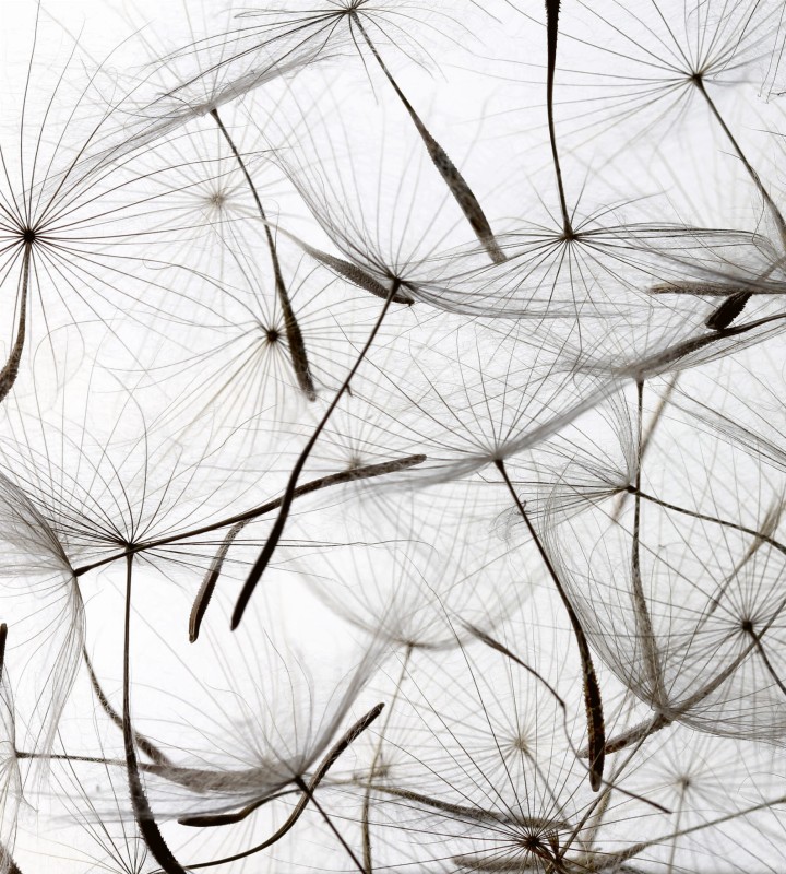 Fototapeta na flizelinie MS-3-0122 DANDELION SEEDS
