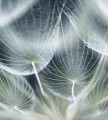 Fototapeta na flizelinie MS-3-0123 DANDELION MACRO