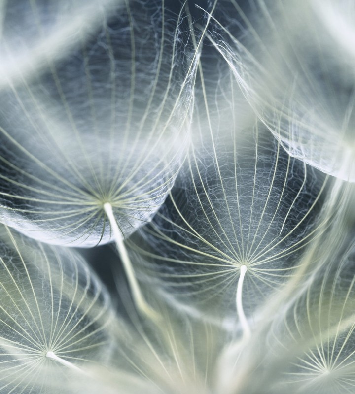 Fototapeta na flizelinie MS-3-0123 DANDELION MACRO