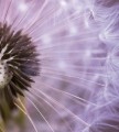 Fototapeta na flizelinie MS-3-0124 DANDELION