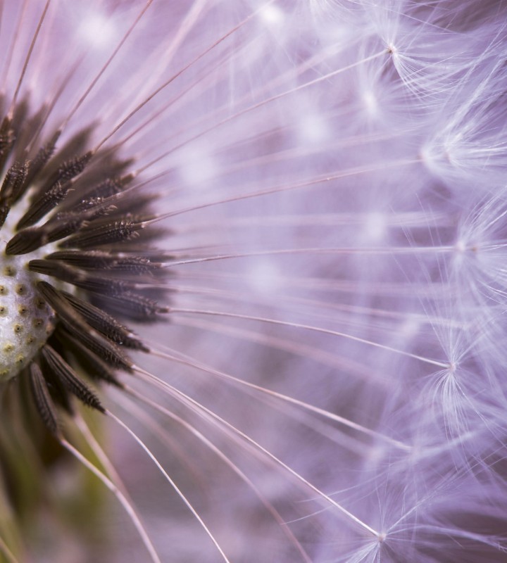 Fototapeta na flizelinie MS-3-0124 DANDELION