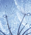 Fototapeta na flizelinie MS-3-0125 DANDELION WITH WATER DROPS