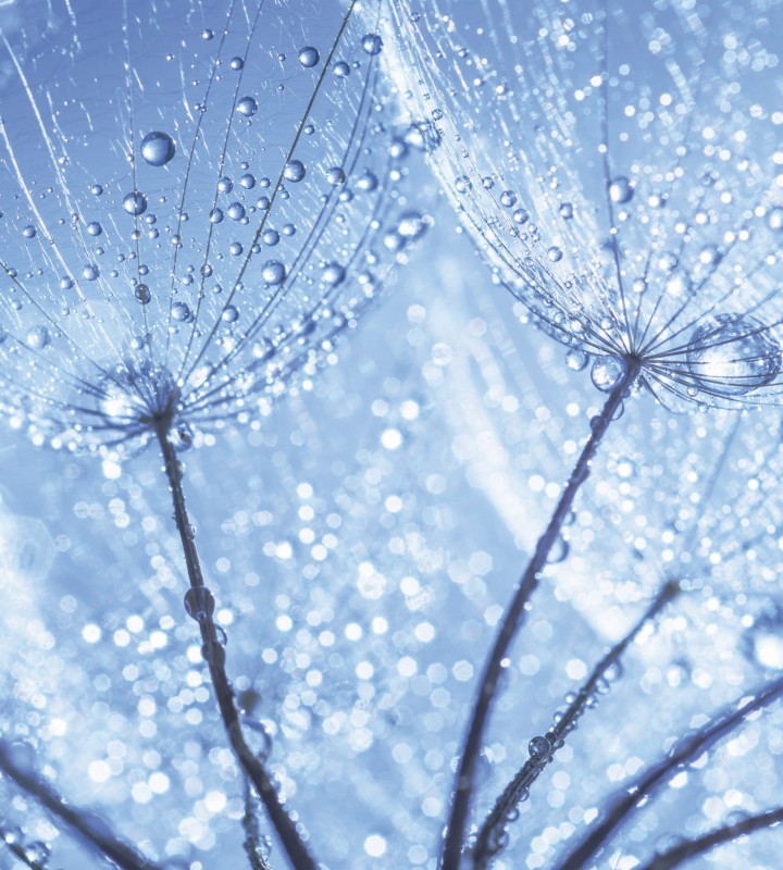 Fototapeta na flizelinie MS-3-0125 DANDELION WITH WATER DROPS